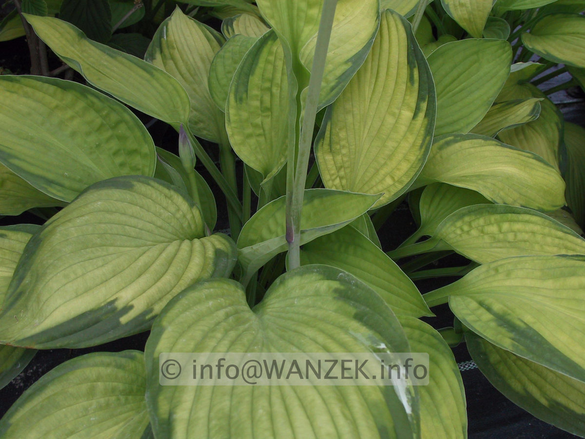 Hosta fortunei Gold Standard 08.JPG